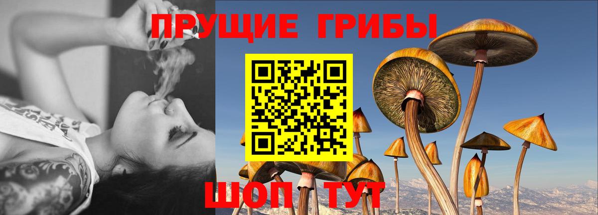 Карпинск  Галлюциногенные грибы GOLDEN TEACHER  Вход с VPN 